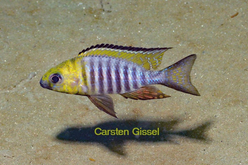 Aulonocara sp. 'chitande type north' Nkhata Bay